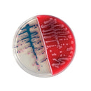 BBL™ COLUMBIA CNA AGAR PLATE, WITH 5% SHEEP BLOOD, 100/PK, SOLD AS PACK BD 209