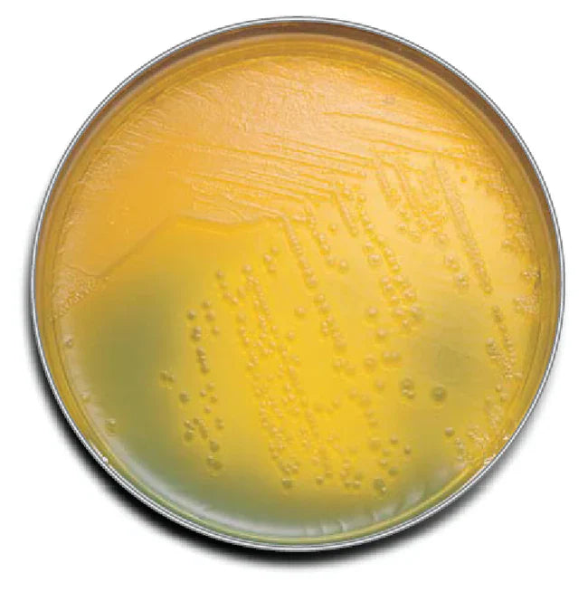 Bd Bbl Prepared Media Plate Soy Agar Trypticase100/Pk (Short-Dated) (Nr)