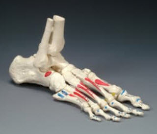 Anatomical Skeletal Models Model Foot Painted On Elasticcord -OS31P