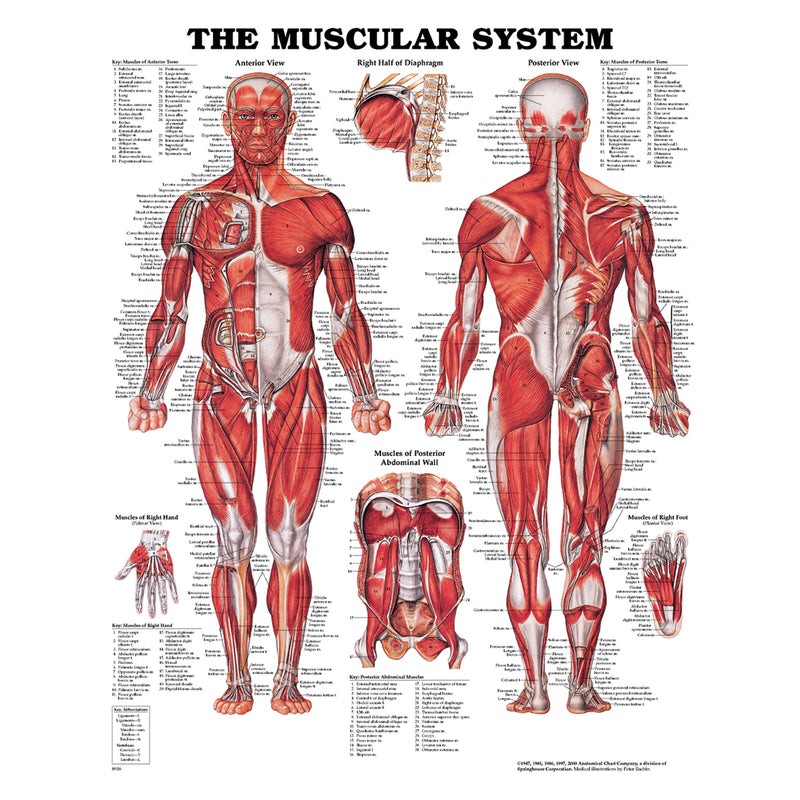 YOUR MUSCLES, LAMINATED, SOLD AS EACH ANATOMICAL 10000765