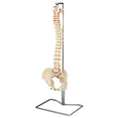 BUDGET BUCKY SKELETON WITH STAND & MUSCULAR SKELETAL STUDY GUIDE, SOLD AS EACH ANATOMICAL 10000765
