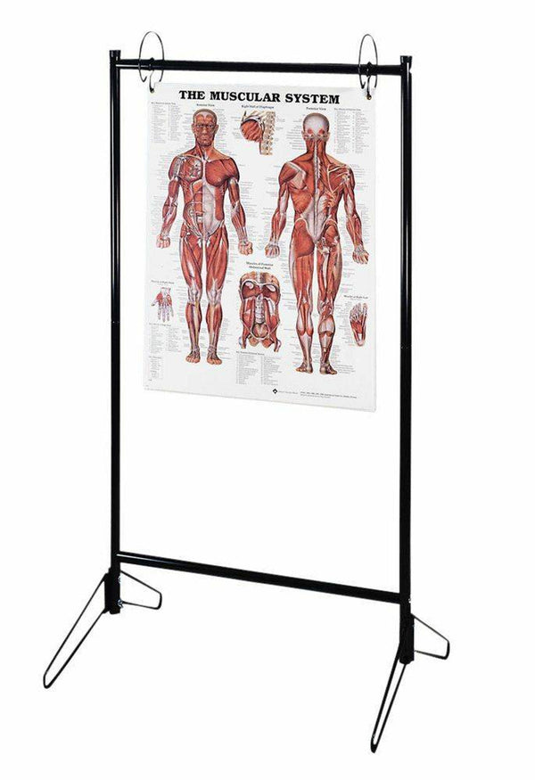 PORTABLE CHART STAND, SOLD AS EACH ANATOMICAL 10000765