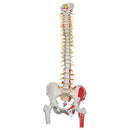 Anatomical Skeletal Models Model Cervical Vertebralcolumn Flexible (Drop) -A72