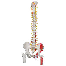 Anatomical Skeletal Models Model Cervical Vertebralcolumn Flexible (Drop) -A72