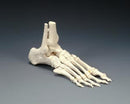 Anatomical Skeletal Models. Foot Model, On Elastic Cord, With Lowe (092641) . Foot On Elastic Cord W/Lowe(Drop), Each
