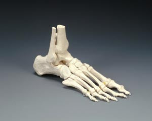 Anatomical Skeletal Models. Foot Model, On Elastic Cord, With Lowe (092641) . Foot On Elastic Cord W/Lowe(Drop), Each